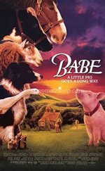 Bebe (Babe) i Türkçe Dublaj film izle